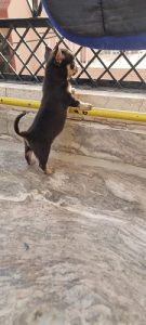 TrustDogSales Chihuahua Puppies Available Delhi