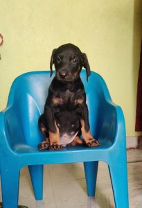 TrustDogSales Doberman Puppies For Sale Delhi