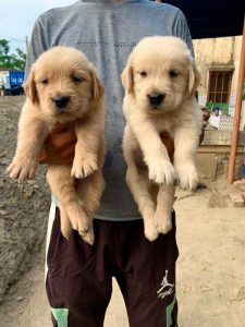 TrustDogSales Golden Retriever Puppies For Sale Delhi
