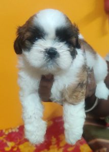 TrustDogSales ShihTzu Pups For Sell Delhi