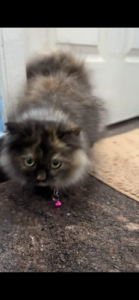 Vaccinated 3months Persian cat for sale