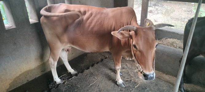 Vechoor cow