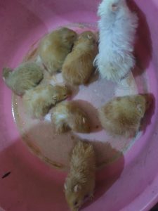 Want to sell hamster babies.