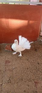 White fantail fancy pegions