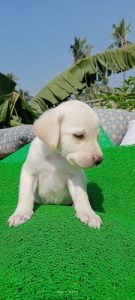 White Labrador Puppies