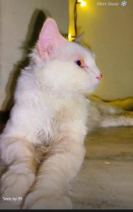White Persian cat For Sale (very cheap)