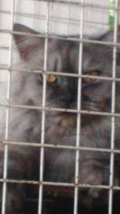 1 and 2 year old cats for sale