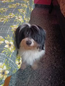 2 year old Lhasa Apso male for SALE....