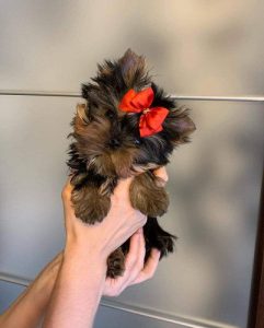 Yorkshire Terrier Puppies Available Here Trust Kennel
