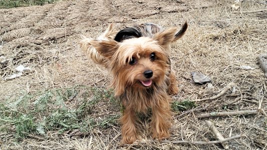 Yorkshire Terrier Puppies For Sale Delhi Trust Kennel