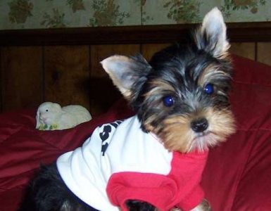 Yorkshire Terrier Puppy