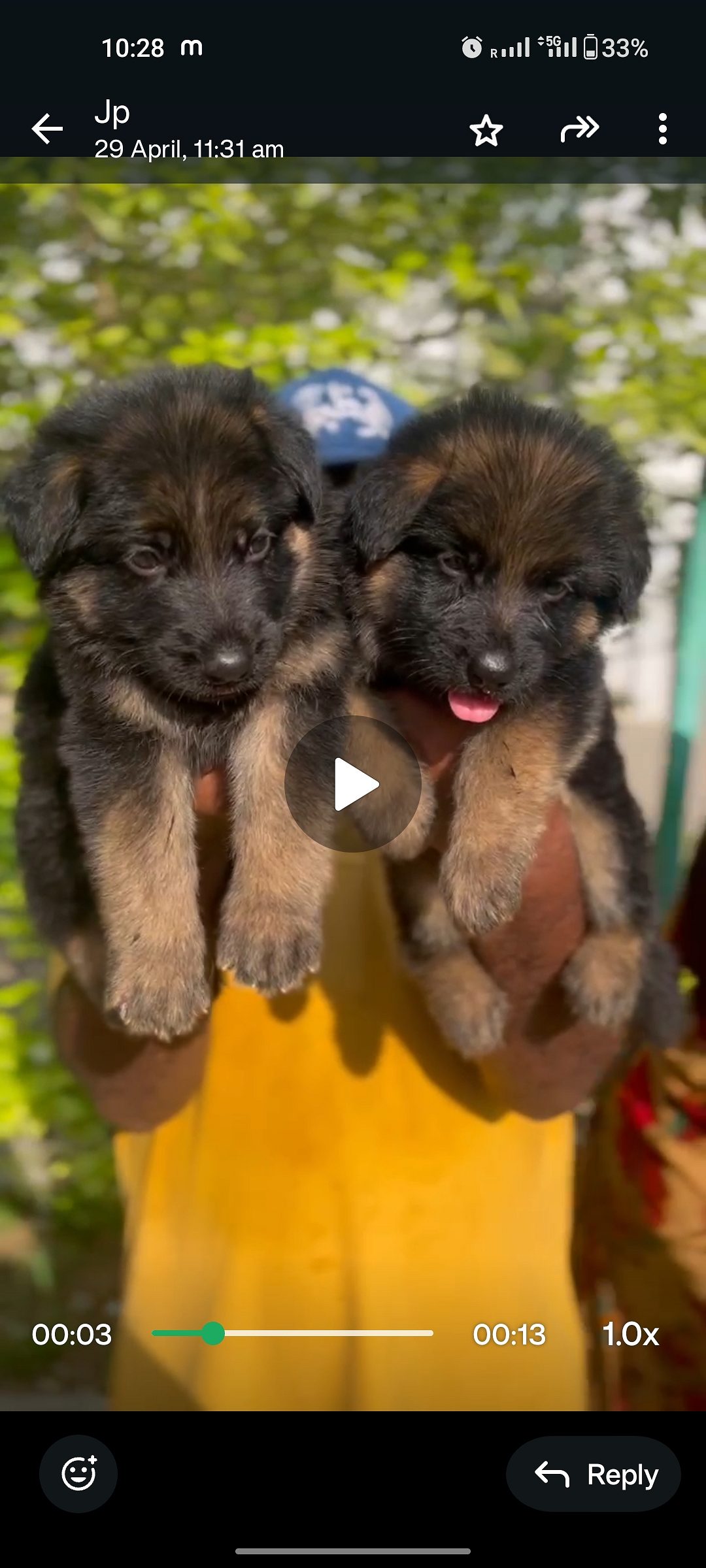 Top quality German Shepherd puppy for sale