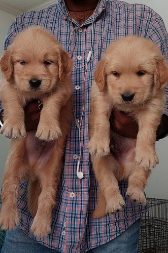 TOP QUALITY GOLDEN RETRIEVER PUPPIES