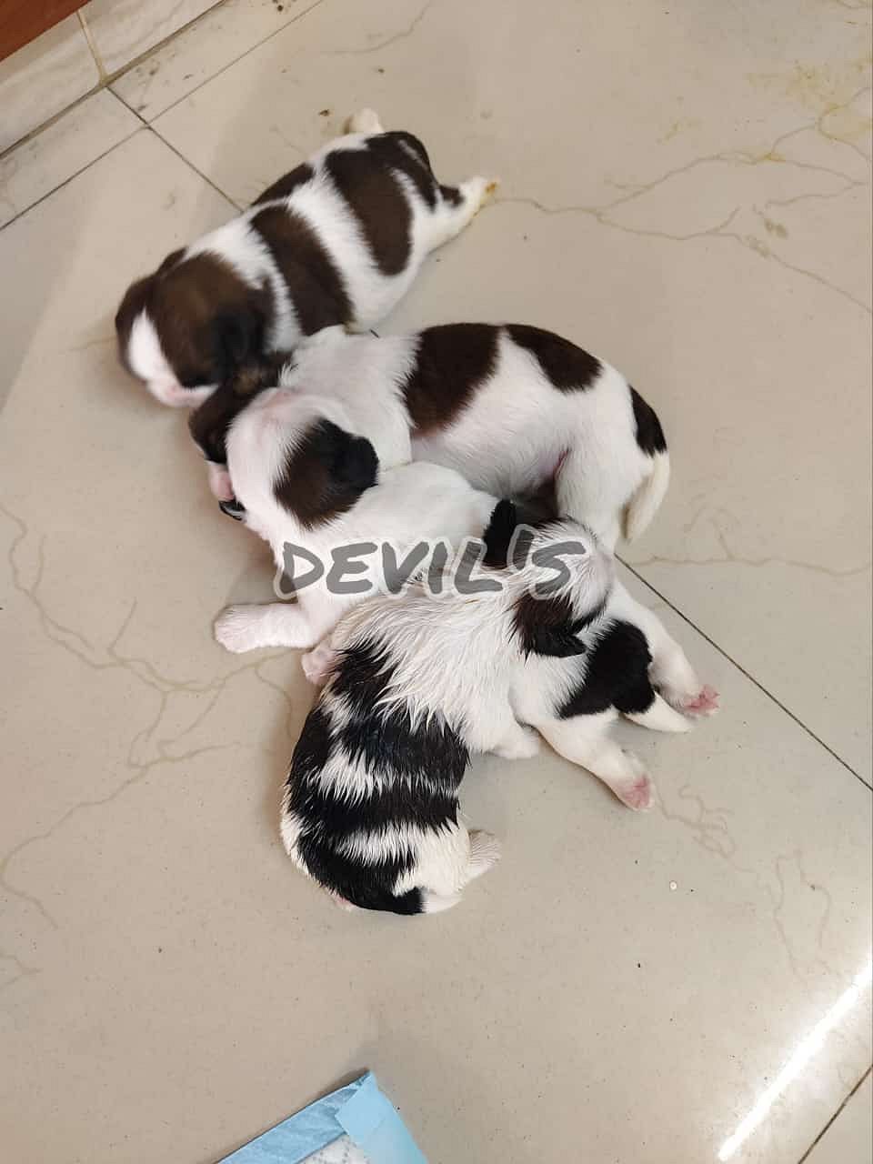 Top quality maltipoo Puppies available