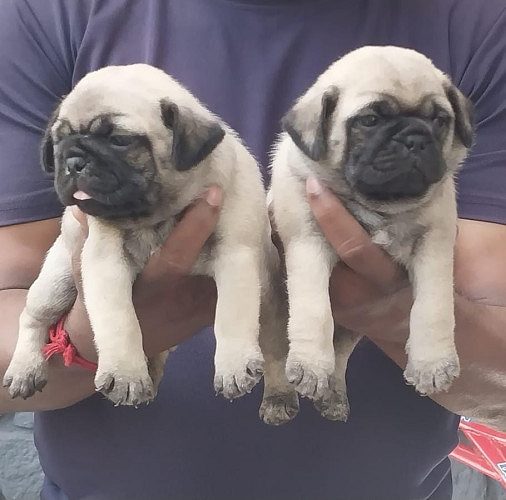 Top quality pug male and female puppy available location Chennai interested call 9171701728