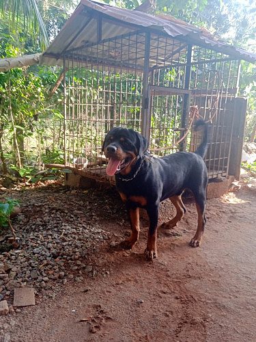 Top quality Rottweiler dog