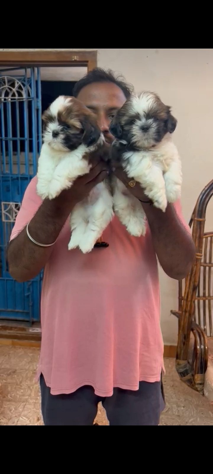 Top quality shitzu male and female puppy available 9171701728