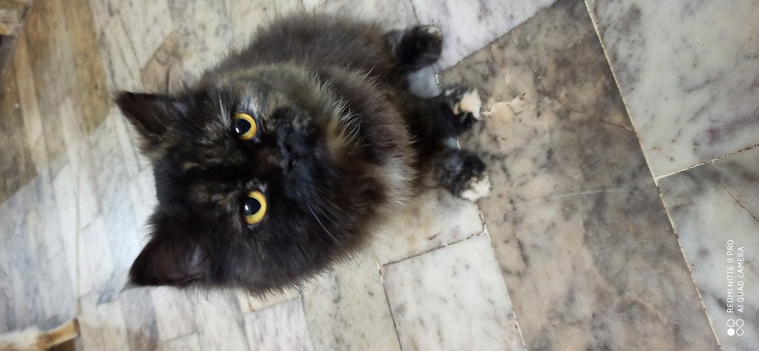 Tortoiseshell mother cat and small kitten long hair