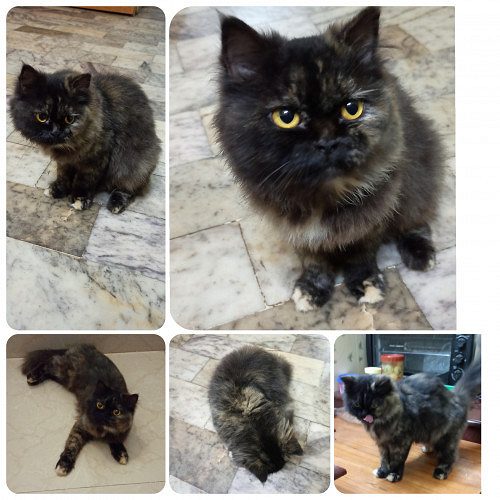 Tortoiseshell mother cat doll face