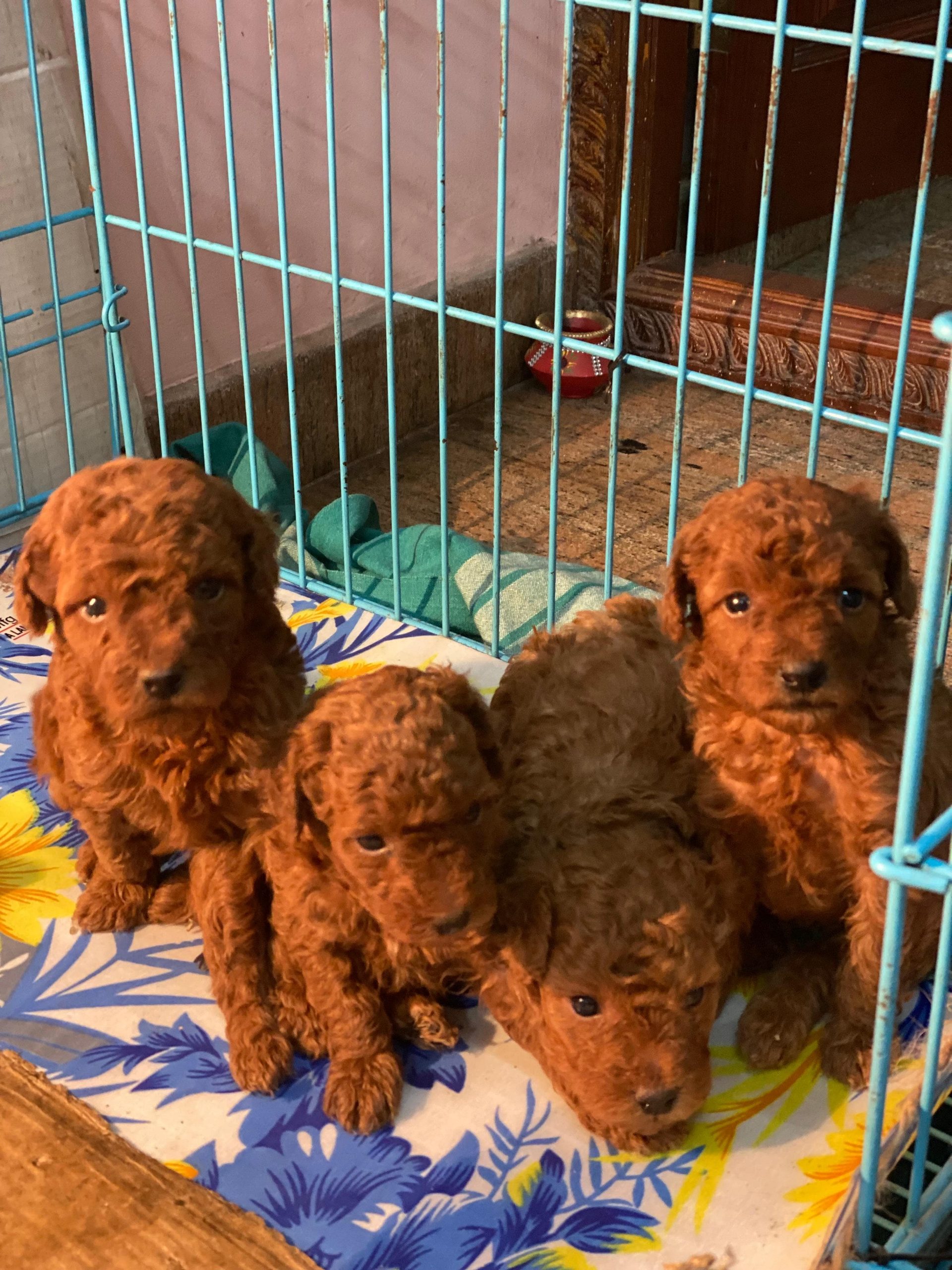 Toy poodle puppies available in Chennai