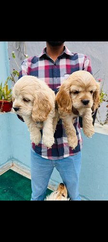Trust Kennel American Cocker Spaniel Pups For Sale Delhi