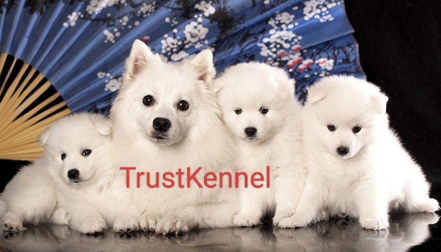 Trust Kennel American Eskimo Pups Available Here