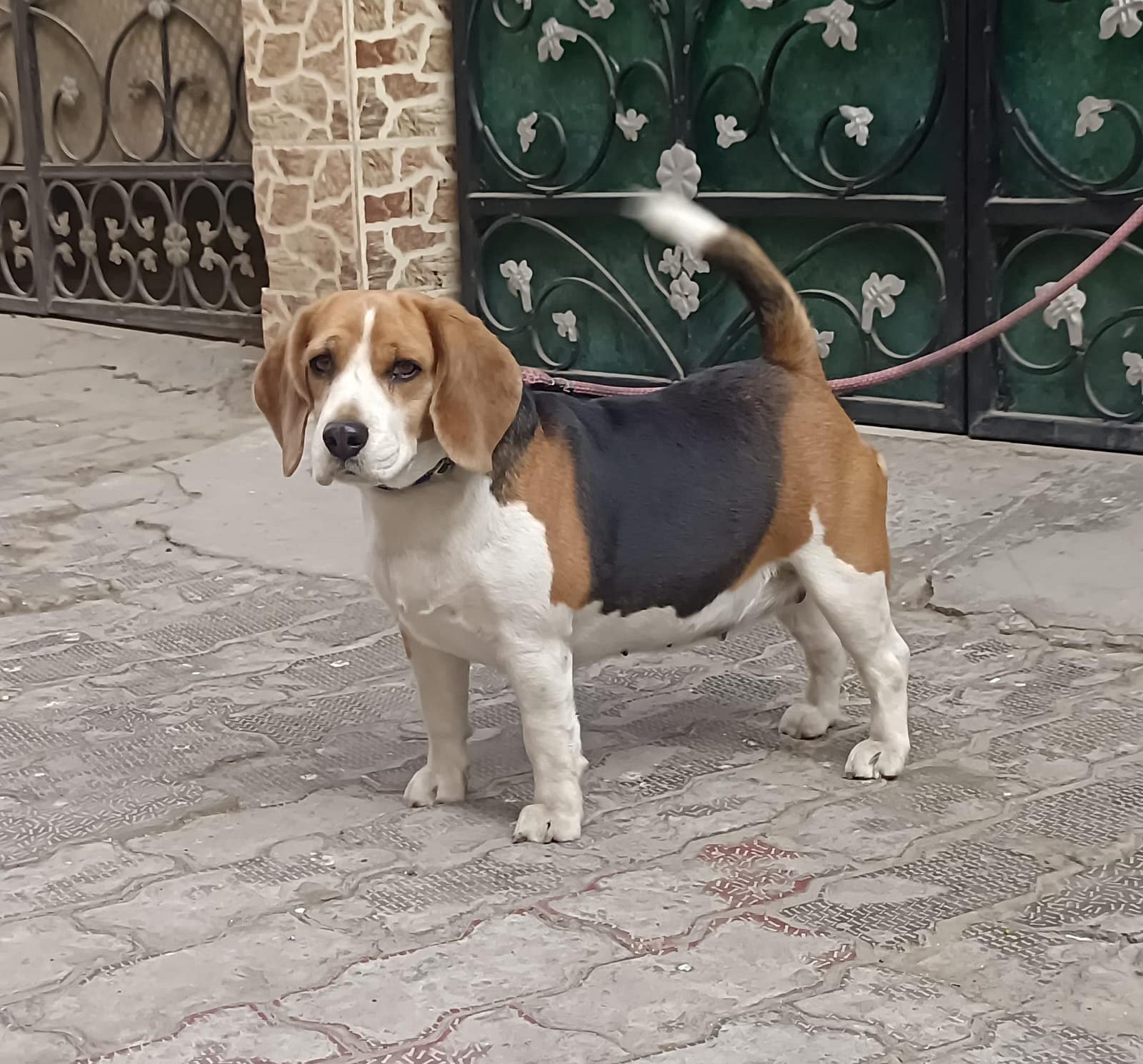 Trust Kennel Beagle Puppy For Sale