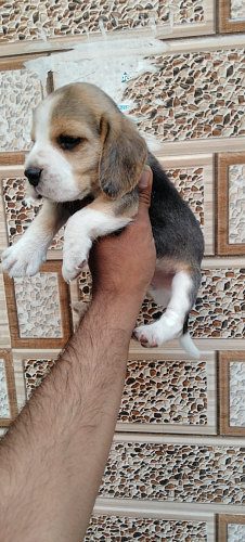 Trust Kennel Beagle Pups For Sale Delhi