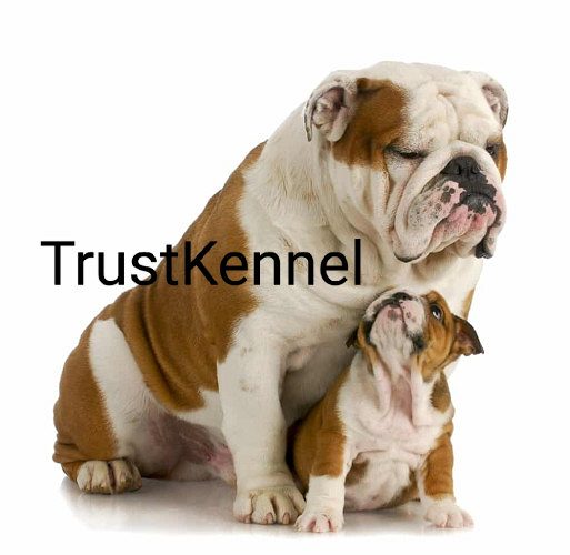 Trust Kennel BullDog Pups Available Here