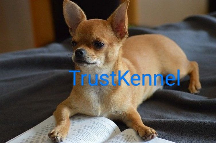 Trust Kennel Chihuahua Puppies Available In Delhi