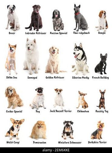 Trust Kennel Chihuahua Puppies For Sale