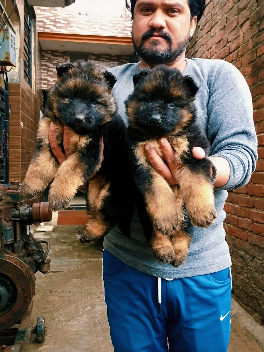 Trust Kennel German Shepherd Puppy For Sale