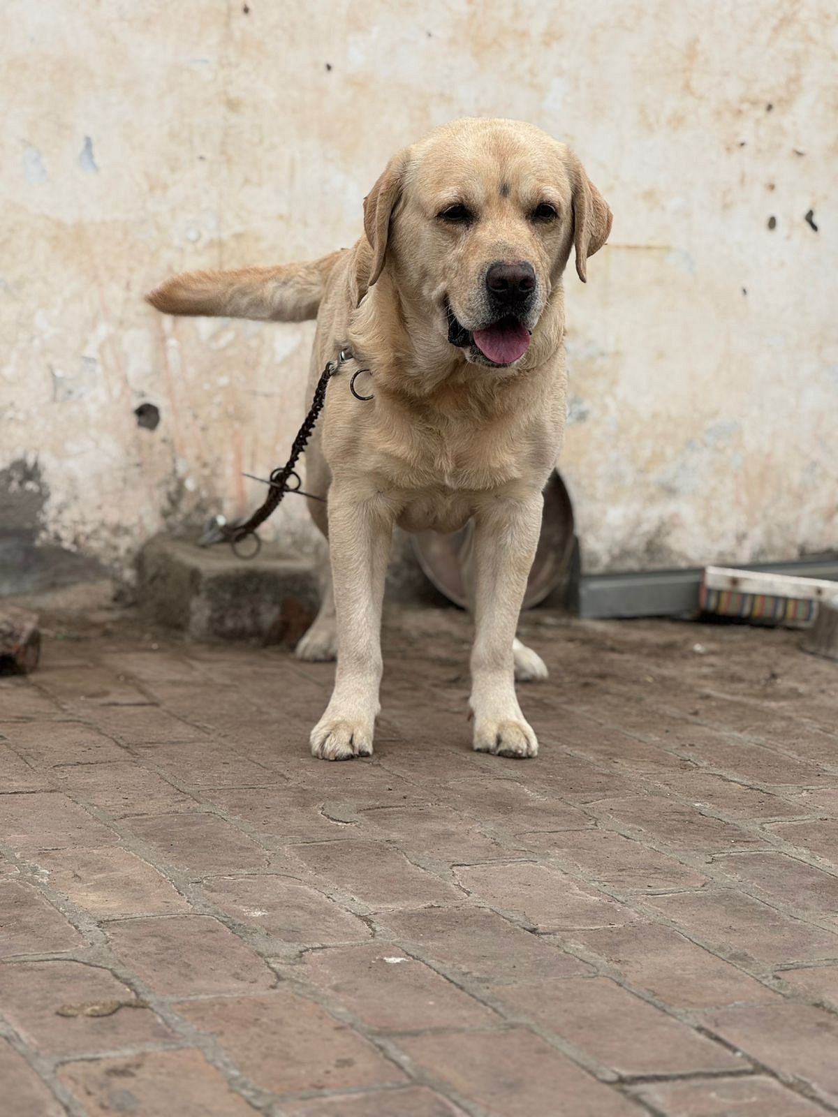Trust Kennel Labrador Pups For Sale
