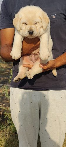 Trust Kennel Labrador Pups For Sale Delhi 9899803008