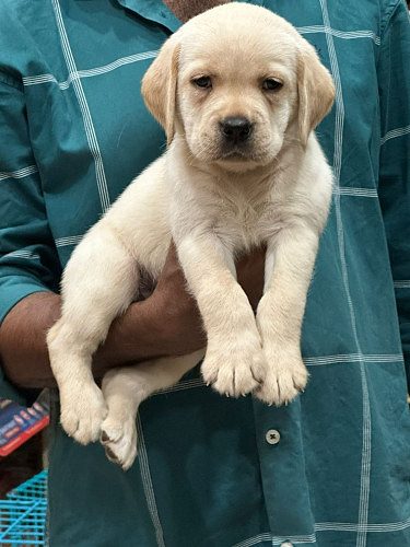 Trust Kennel Labrador Pup Available Here Delhi