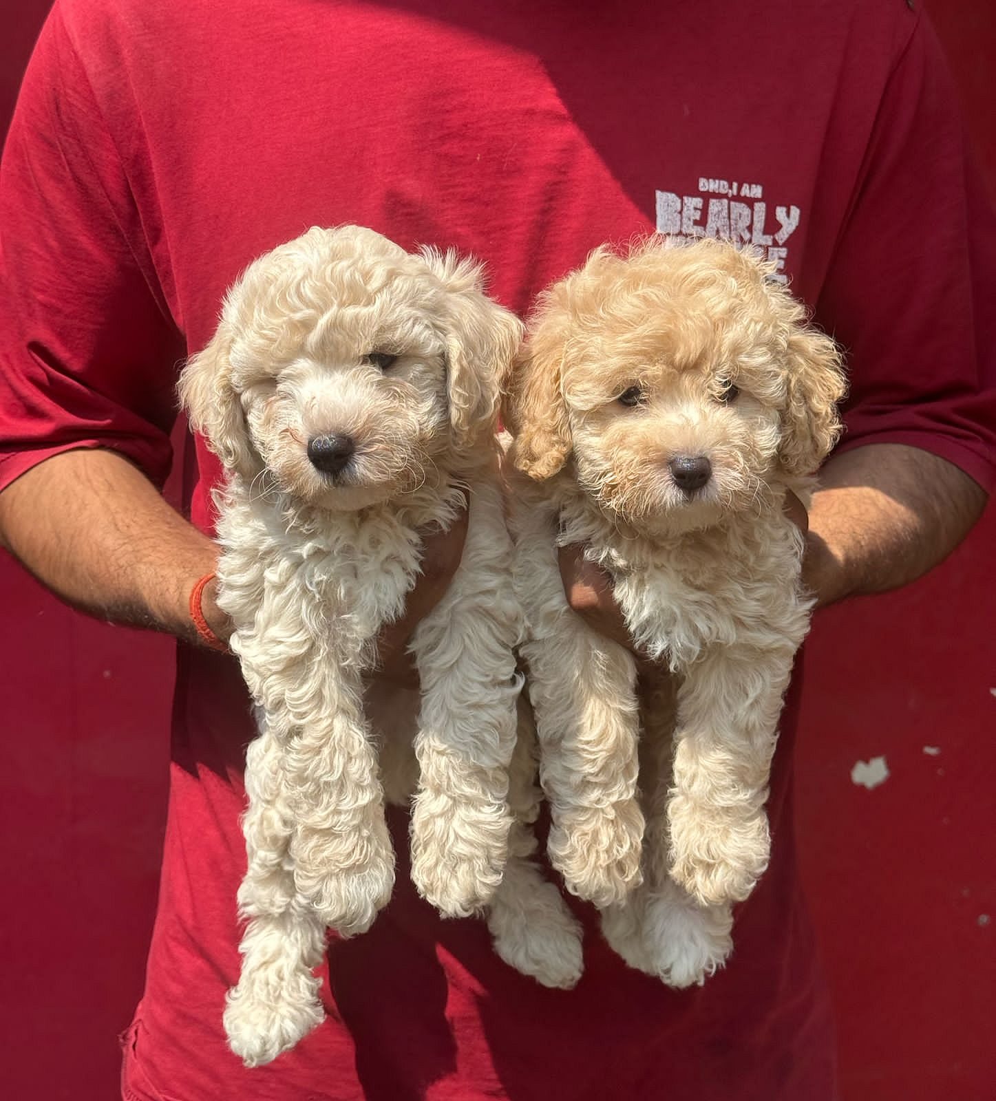 Trust Kennel Poodle Pups For Sale