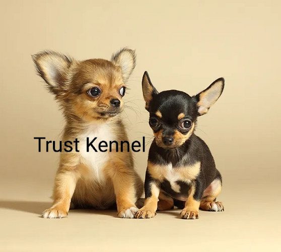 Trust Kennel Pure Breeds Chihuahua Pups Available Here