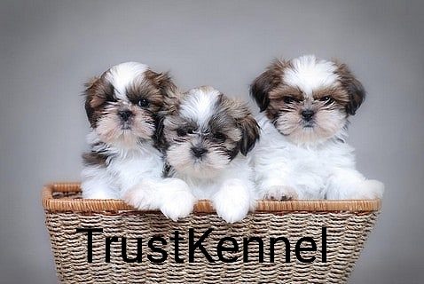 Trust Kennel ShihTzu Pups Ready Now For Sale