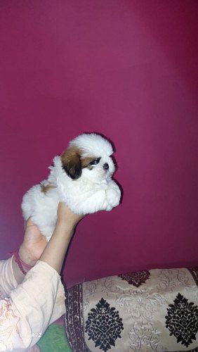 Trust Kennel ShihTzu Puppies Ready Now For Sale
