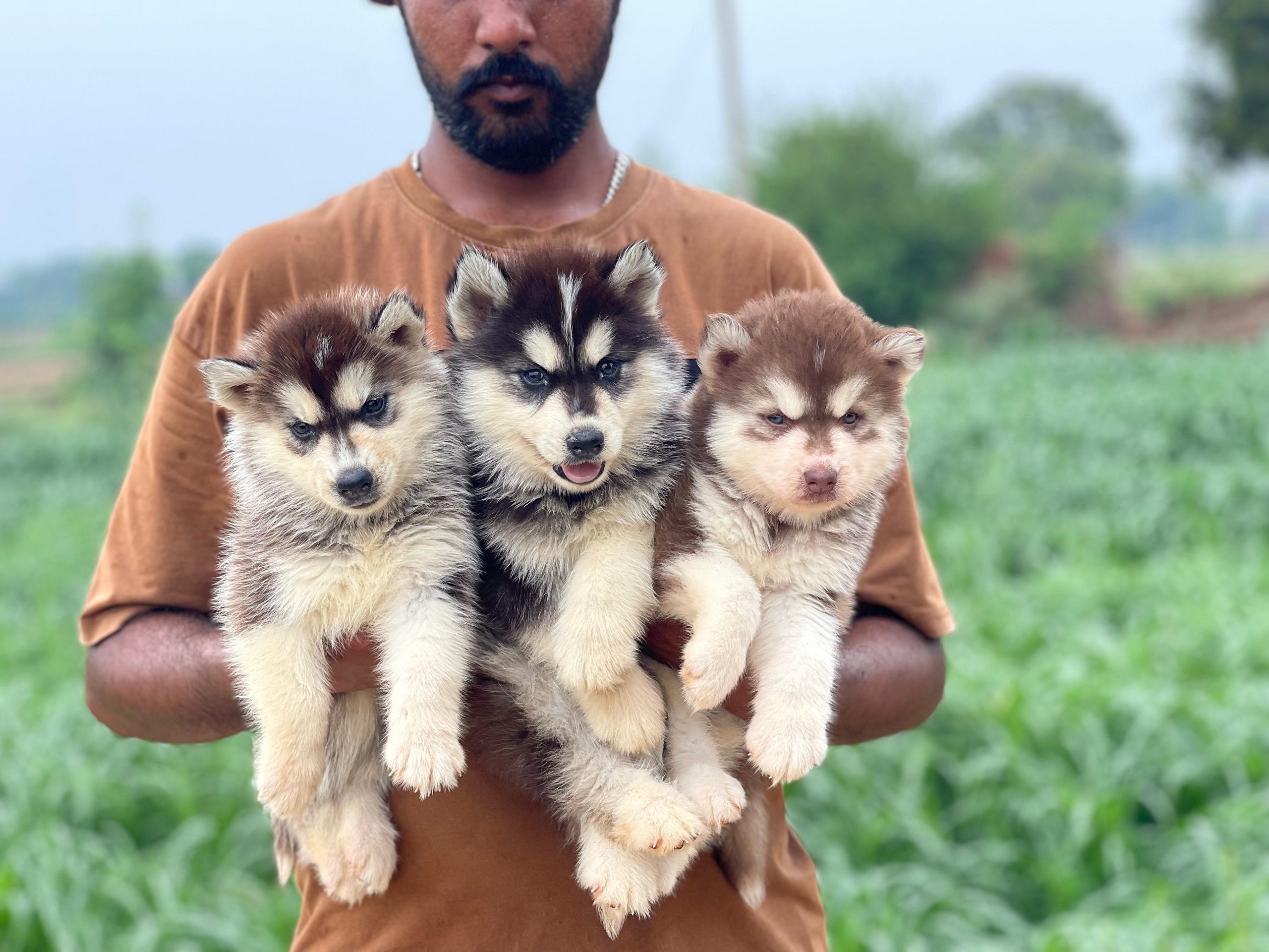 Trust Kennel Siberian Husky Pups Ready Searching New Homes.