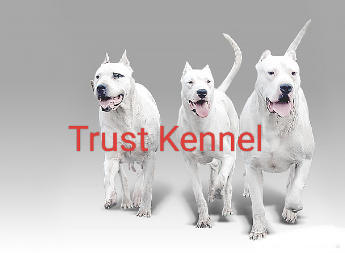 Trust Kennel Stunning Dogo Argentino Pups For Sale