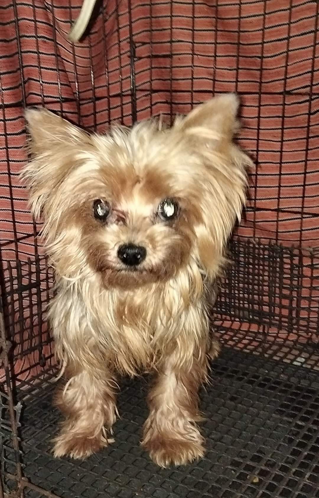 Trust Kennel Yorkshire Terrier Pups For Sale