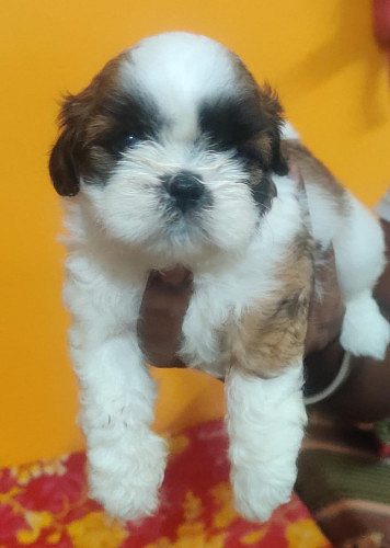 TrustDogSales ShihTzu Pups For Sell Delhi