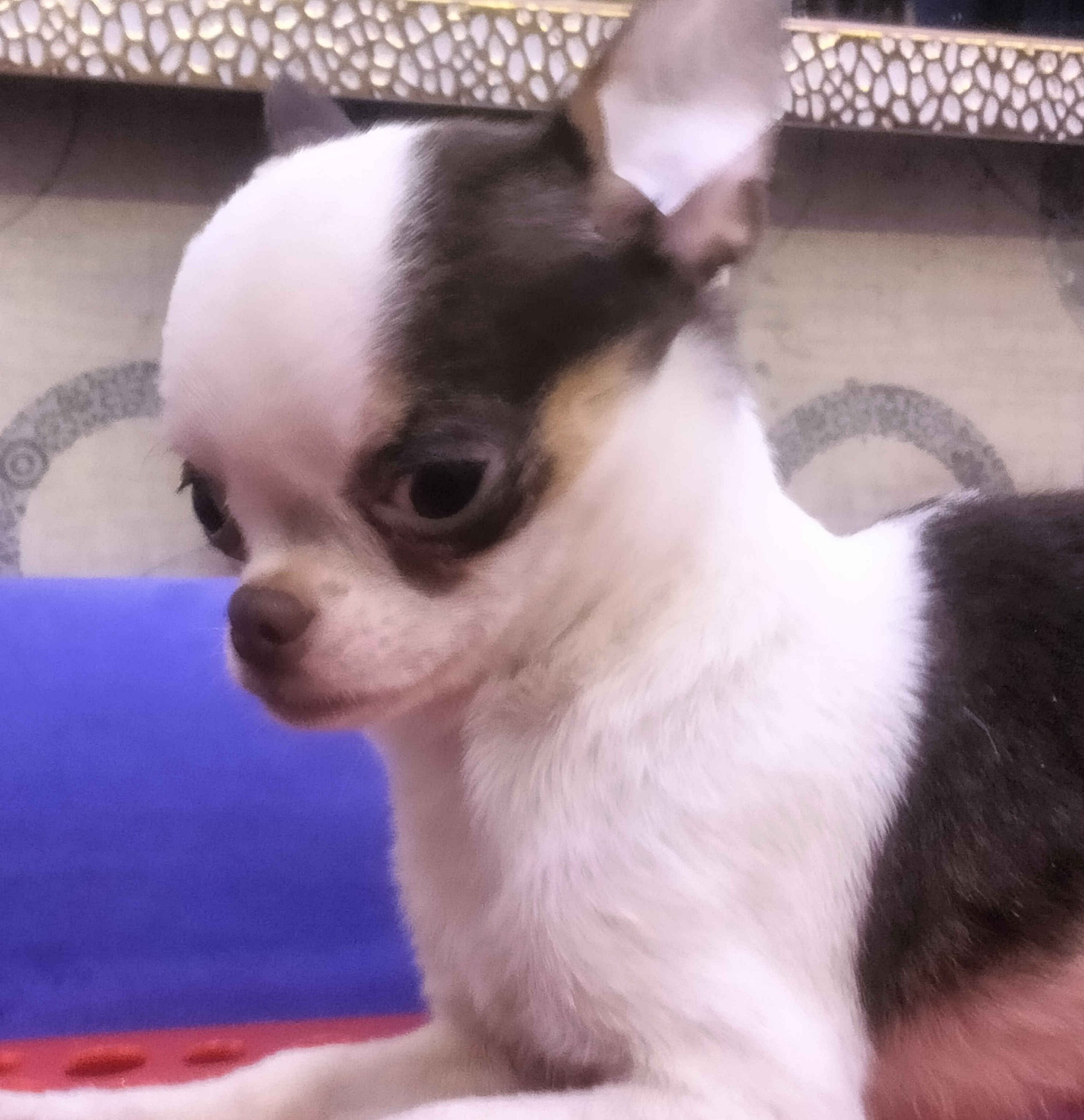 TrustKennel Chihuahu