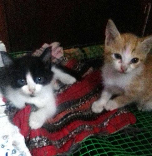Two month old kittens for sale