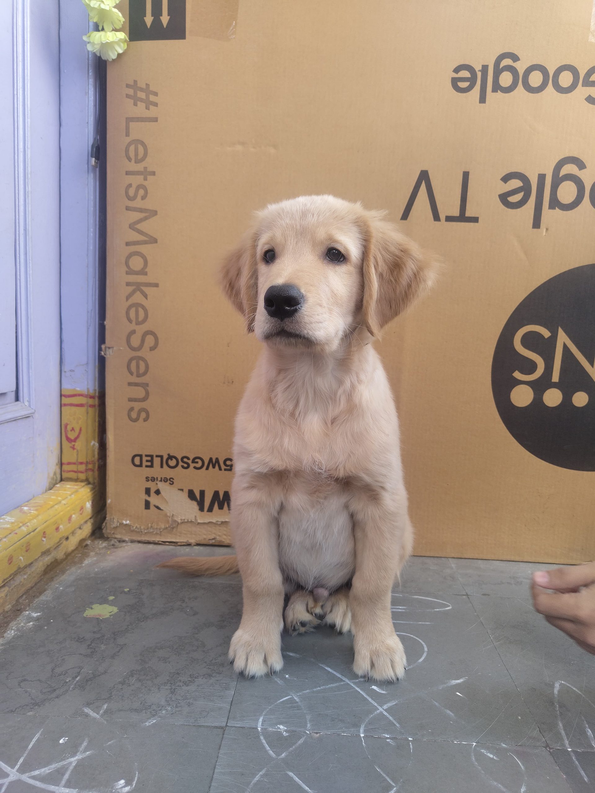 URGENT SALE: Golden retriever male puppy