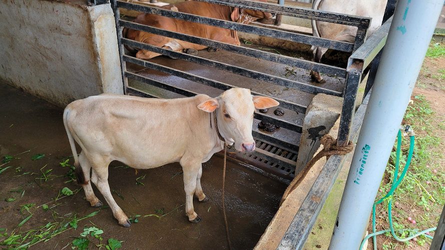 Vechur Bull for Sale