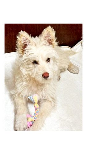 West Highland White Terrier