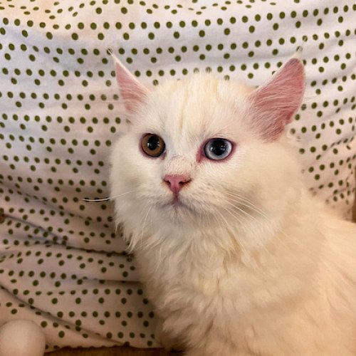 White female Persian doll face for adoption at caring home