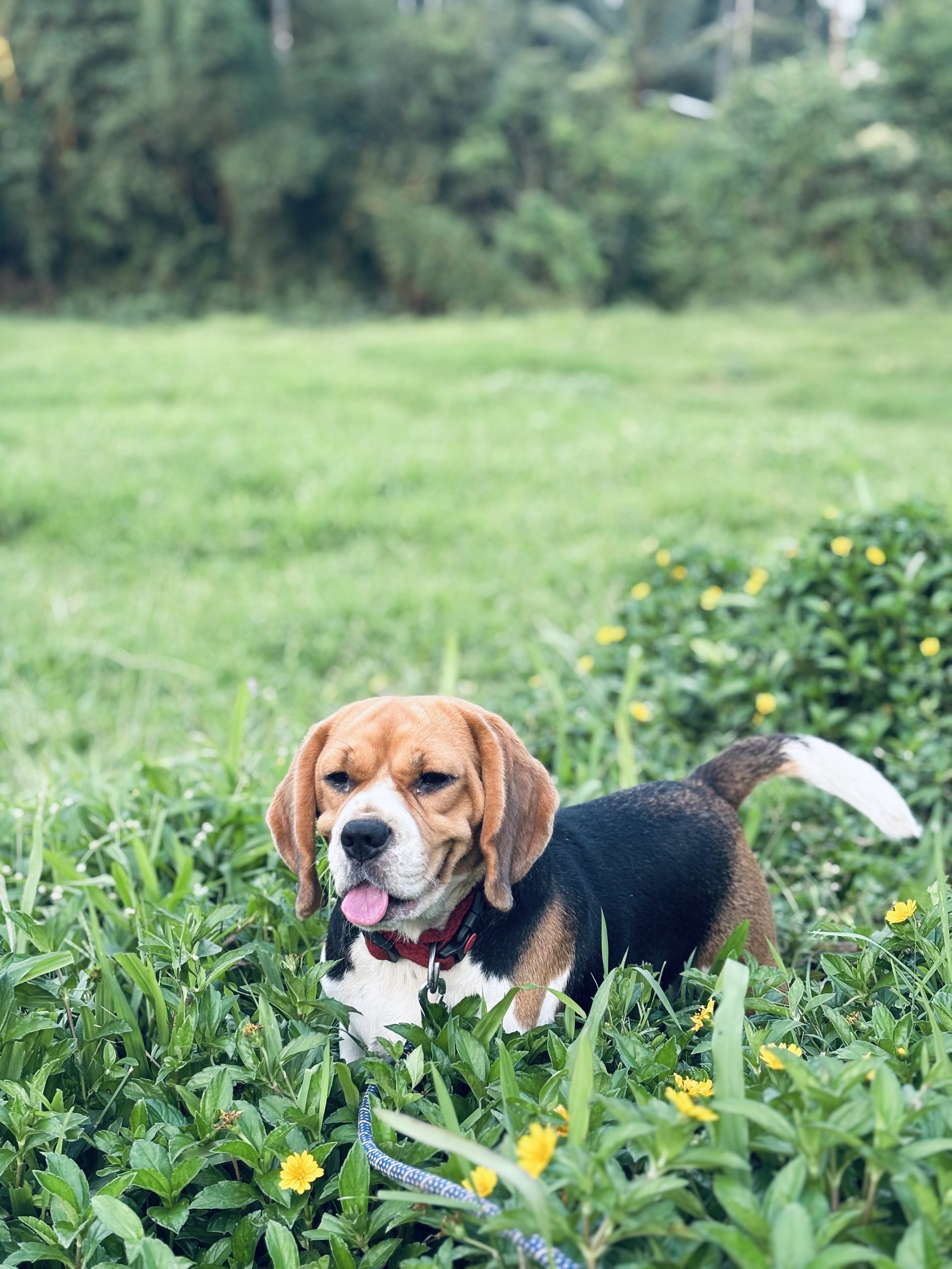 2 year old female beagle dog